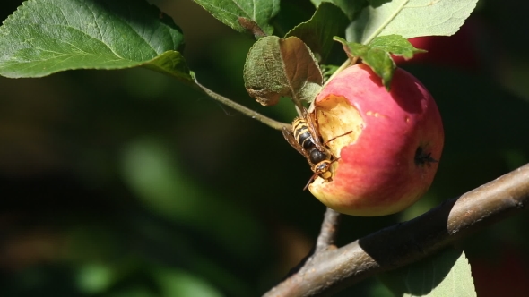 Hornet Eats Red Apple, Stock Footage | VideoHive