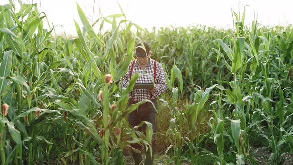 Front View of Farmer Agronomist Monitors the Corn Harvest With Digital Tablet