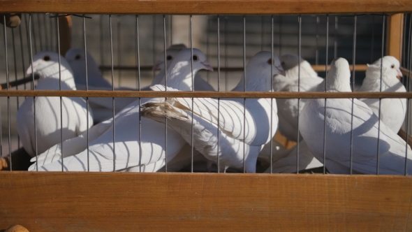 White Wedding Pigeons In Cage, Birds In Captivity 
