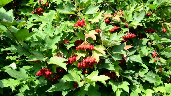 Red Berries Viburnum In Summer