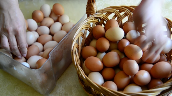 Woman Adds Eggs In Wicker Basket