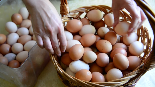 Woman Adds Eggs In Wicker Basket