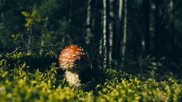 The Most Famous Poisonous Mushroom Edible Mushroom.