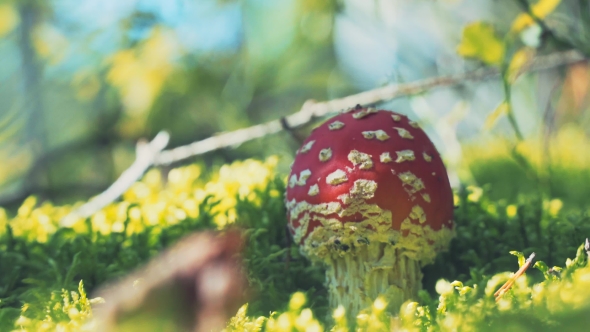 The Most Famous Poisonous Mushroom Edible Mushroom.