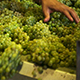 Grapes Factory - VideoHive Item for Sale