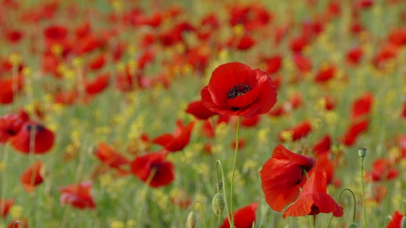 Field With Poppies As Symbol Of Sorrow