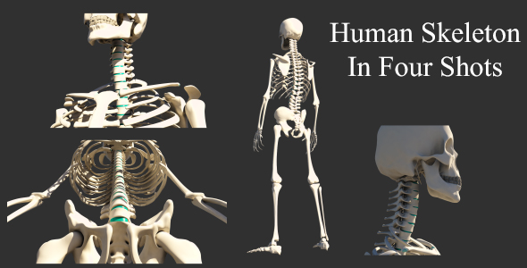 Human Skeleton In Four Shots alt