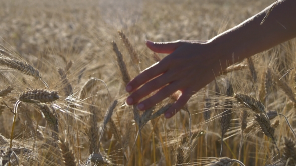 Female Hand Running Through Wheat