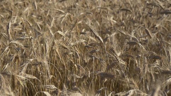 Golden Field Of Wheat Moving In Wind
