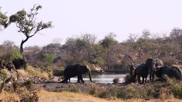 African bush elephant in Kruger National park, South Africa alt