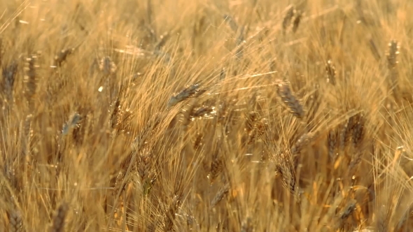 Mature Wheat Swaying In The Wind