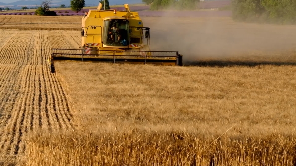 Harvester Gathers The Wheat Crop