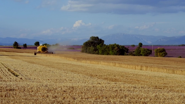 Harvester Gathers The Wheat Crop