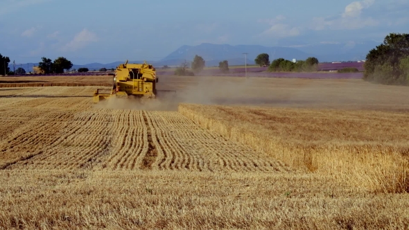 Harvester Gathers The Wheat Crop