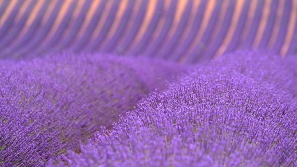 Blooming Lavender In a Field