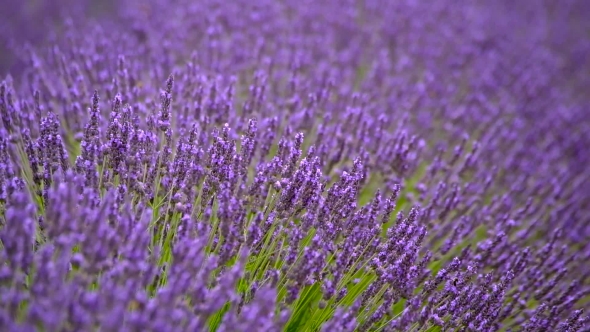 Blooming Lavender In a Field