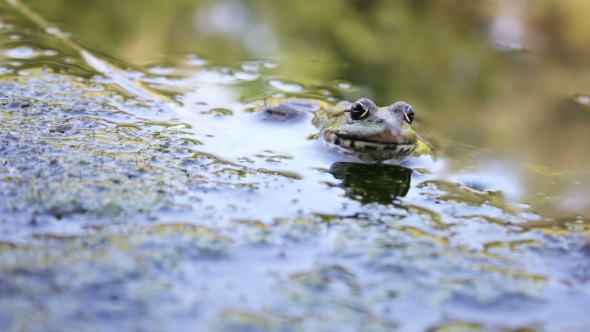 River Frog on Shore, Stock Footage | VideoHive