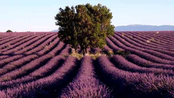 Lavender Field In Plateau Valensole