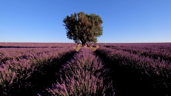 Lavender Field In Plateau Valensole