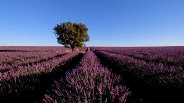 Lavender Field In Plateau Valensole