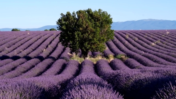 Lavender Field In Plateau Valensole