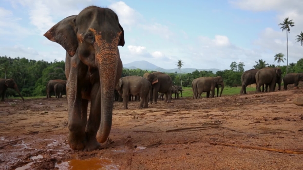 Group of Wild Elephants