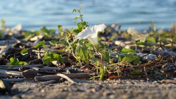 White Field Bindweed Flower On Shore Near River