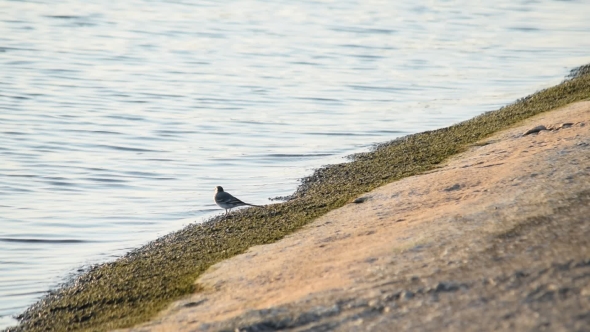 White Wagtail Walks Along Concrete Coastline Foraging On The Coast