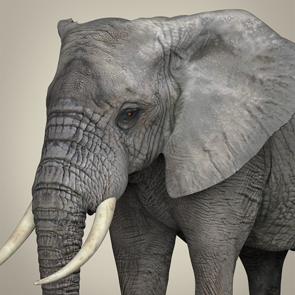 Realistic Asian Elephant - 3Docean 17897036