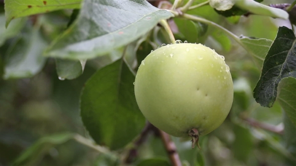 Fresh Green Apples On Branches Of An Apple Tree After Summer Rain