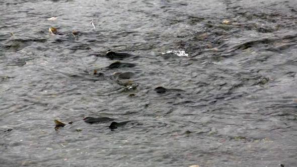Spawning Salmon