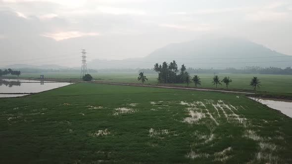 Aerial view Bukit Mertajam hill from green paddy field  alt