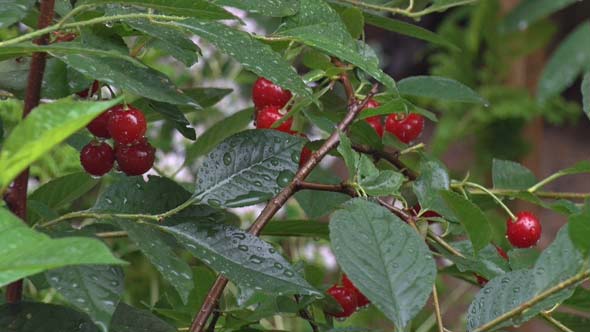 Cherries in Rain