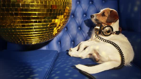 Dog Gold Disco alt