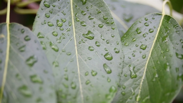 Raindrops On a Gently Swaying Leaf After Rain