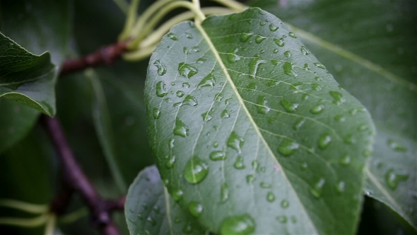 Raindrops On a Gently Swaying Leaf After Rain