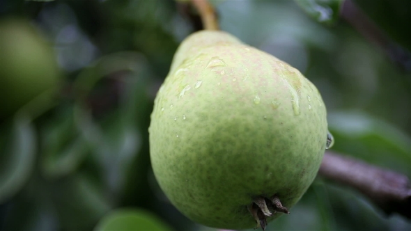 Pear On The Wind After Rain