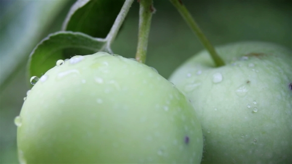 Fresh Green Apples On Branches Of An Apple Tree After Summer Rain