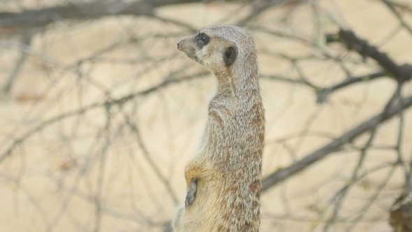 Meerkat Looking Out alt