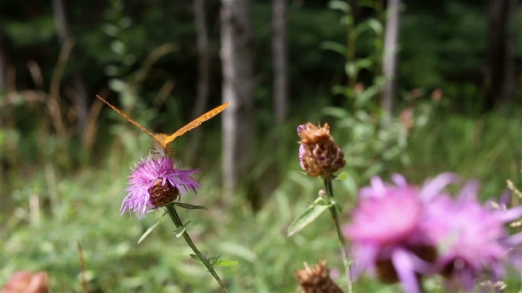 Butterfly Sits On a Flower