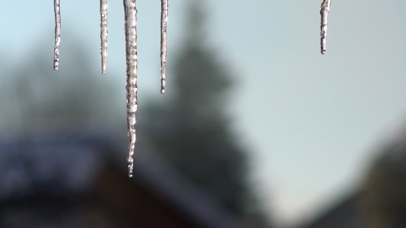 Icicle Hanging From The Roof. Dripping Icicles.  alt