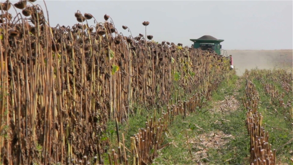 Combine Harvester On a Sunflower Field. Front View.