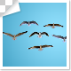 Group Of Flying Birds Top View - VideoHive Item for Sale