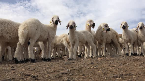 Only White Sheep Cubs and Lambs With Black Nose alt