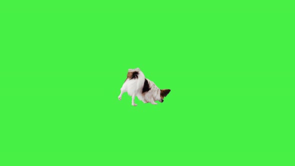 Papillon Dog Breed Sniffing and Searching for Something on a Green Screen Chroma Key