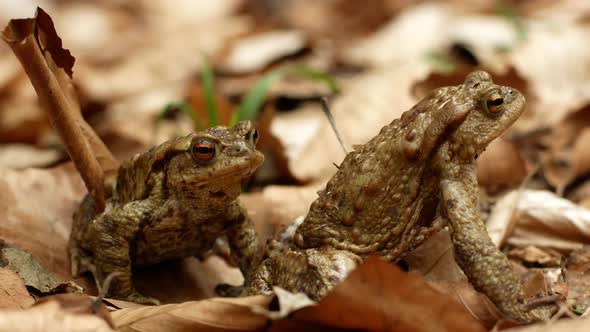 Two brown frogs sit in dry leaves in the forest.