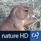 Nature HD | Prairie Dog - VideoHive Item for Sale