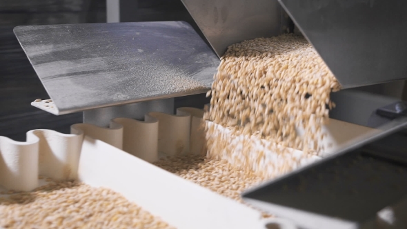 Barley Grits Crumbles Into Equal Shares In a Modern Automatic Machine. alt
