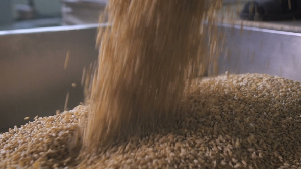 At The Factory For Sorting And Packaging Of Cereals And Grains. Worker Pours Into a Special Tank alt
