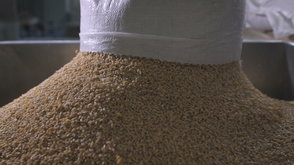 At The Factory For Sorting And Packaging Of Cereals And Grains. Worker Pours Into a Special Tank alt